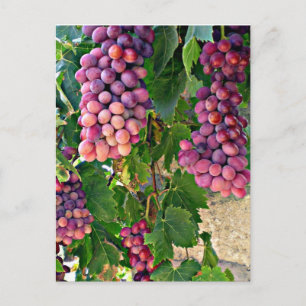 Carte Postale Vigne