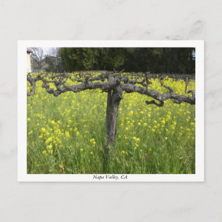 Carte Postale Vigne dormante - Napa Valley