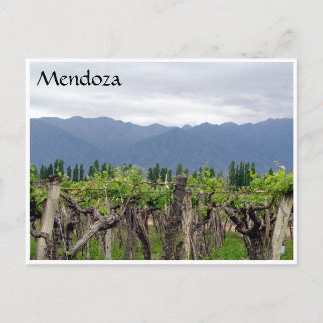 Carte Postale vigne mendoza andes (Devant)