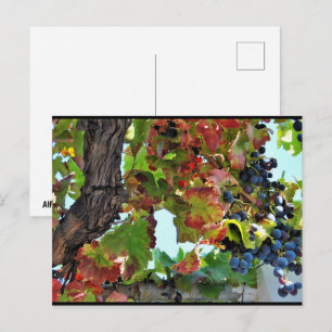 Carte Postale Vigne rouge rustique