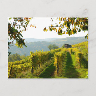 Carte Postale Vignoble