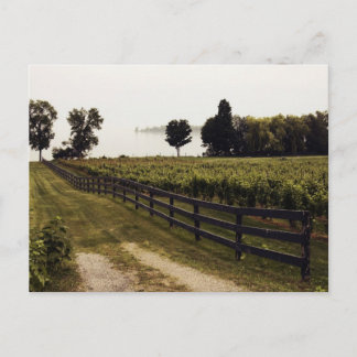 Carte Postale Vignoble au lac avec clôture paysage