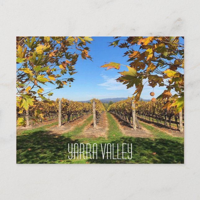 Carte Postale vignoble d'automne de la vallée de yarra (Devant)