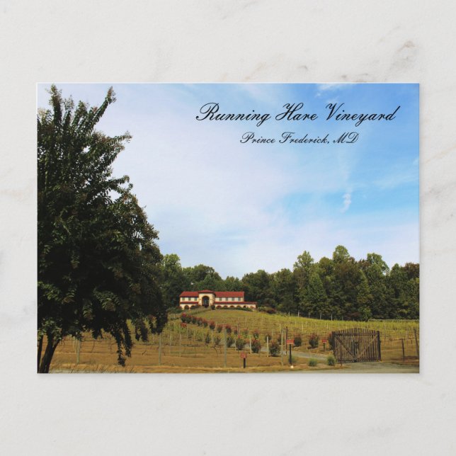 Carte Postale Vignoble de Hares (Devant)