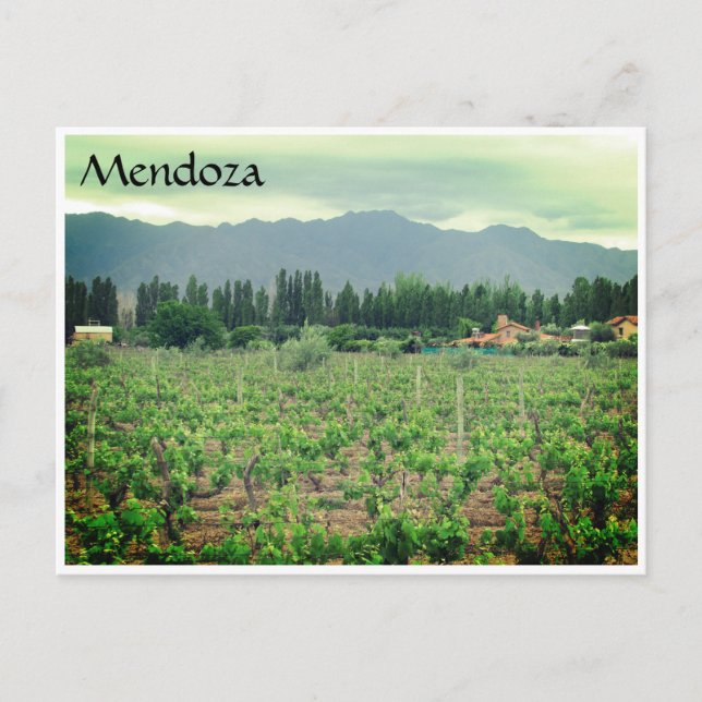 Carte Postale vignoble de mendoza andes (Devant)