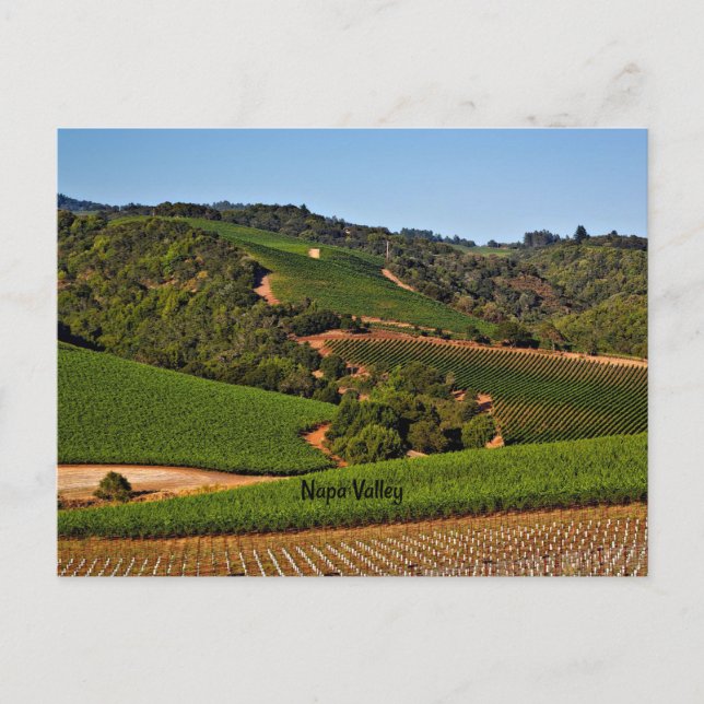 Carte Postale Vignoble de Napa Valley (Devant)
