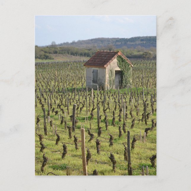 Carte Postale Vignoble en Bourgogne (Devant)