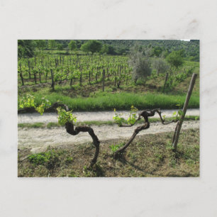 Carte Postale Vignoble en Chianti Région Italie