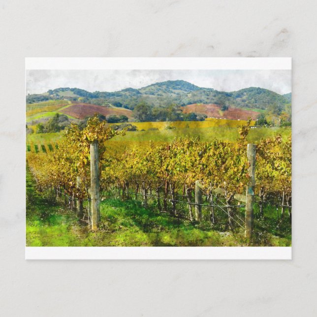 Carte Postale Vignoble Napa Valley California (Devant)
