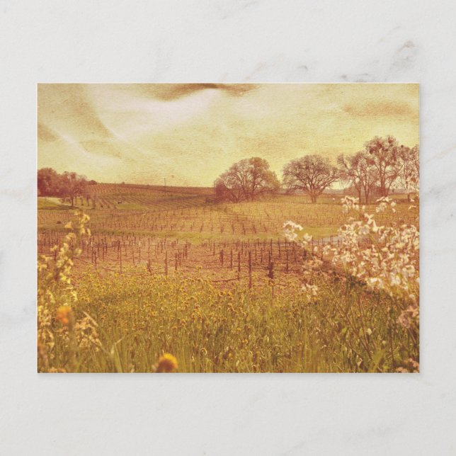 Carte Postale Vignoble rustique à Napa Valley en Californie (Devant)