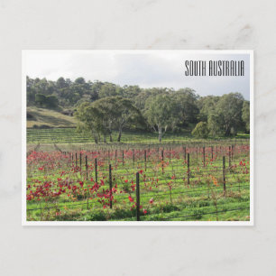 Carte Postale vignobles d'australie du sud