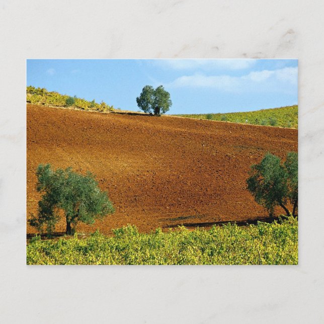 Carte Postale Vignobles près de Montilla, Andalousie, Espagne au (Devant)