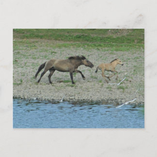 Carte Postale vilain