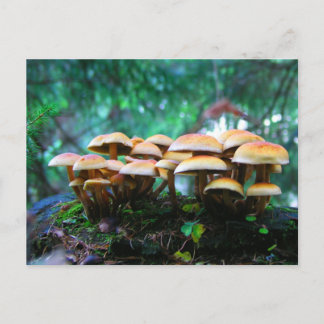 Carte Postale village champignon