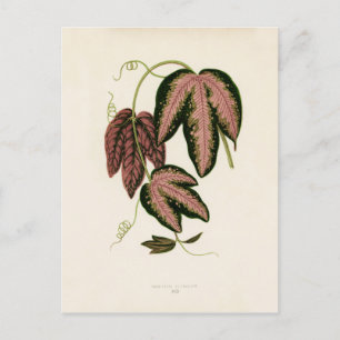Carte Postale Vin de Passion Tri-Coloré (Passiflora Trifasciata)