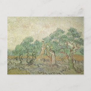 Carte Postale Vincent van Gogh - cueillette d'olives