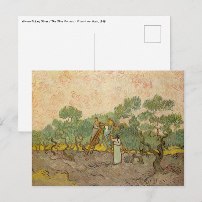 Carte Postale Vincent van Gogh - Femmes cueillette d'olives (Devant / Derrière)