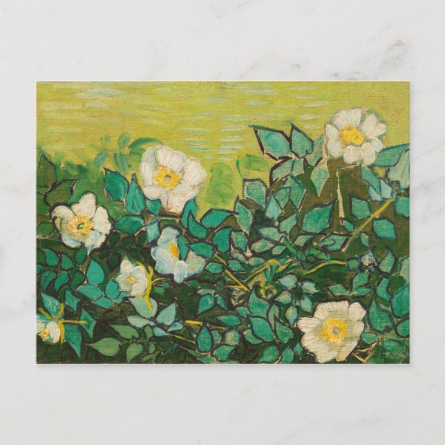 Carte Postale Vincent Van Gogh Wild Art Rose (Devant)