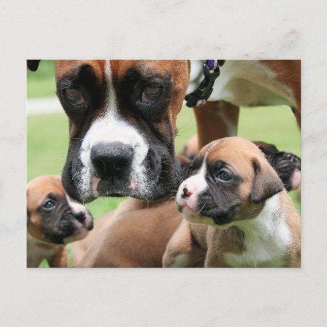 Carte Postale Vindy et Pups - Photo 09 (Devant)