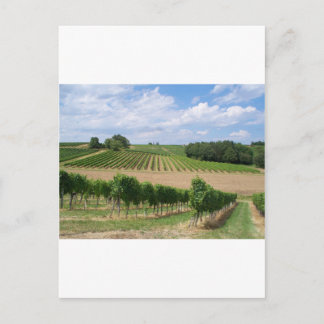 Carte Postale Vineyard - Vignoble (Bordeaux - France) 04