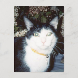 Carte Postale Vinnie