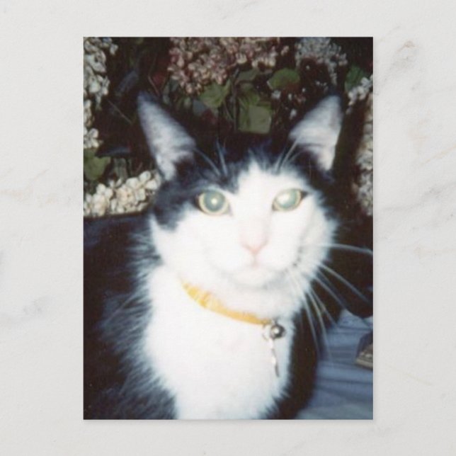 Carte Postale Vinnie (Devant)