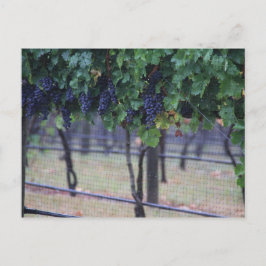 Carte Postale Vins de raisins