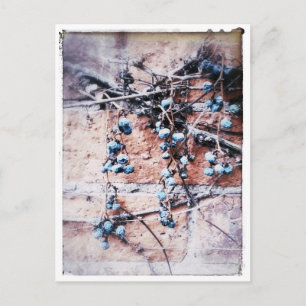 Carte Postale Vins d'hiver et baies