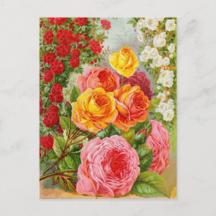 Carte postale vintage