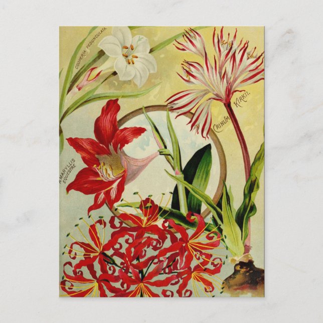 Carte postale vintage (Devant)