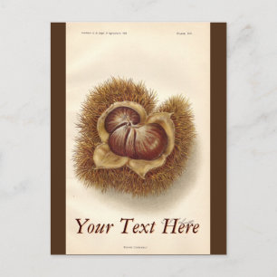 Carte postale vintage