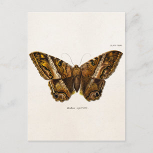 Carte Postale Vintage 1800s Brown Fuzzy Moth Template Butterfly