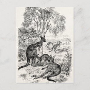 Carte Postale Vintage 1800s Géant Kangaroos Australien Kangaroo