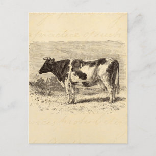 Carte Postale Vintage 1800s Grande vache hollandaise Vaches rétr