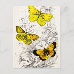 Carte Postale Vintage 1800s Yellow Orange Butterflies Modèle