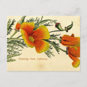 Carte Postale Vintage, 1910, Salutations de Californie