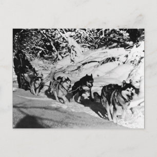 Carte Postale Vintage Alaska eskimo Malamute course de traîneau