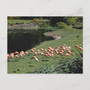 Carte postale vintage American Scenery