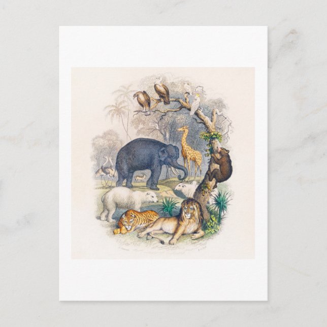 CARTE POSTALE vintage ANIMALE ROYAUME ILLUSTRATION (Devant)