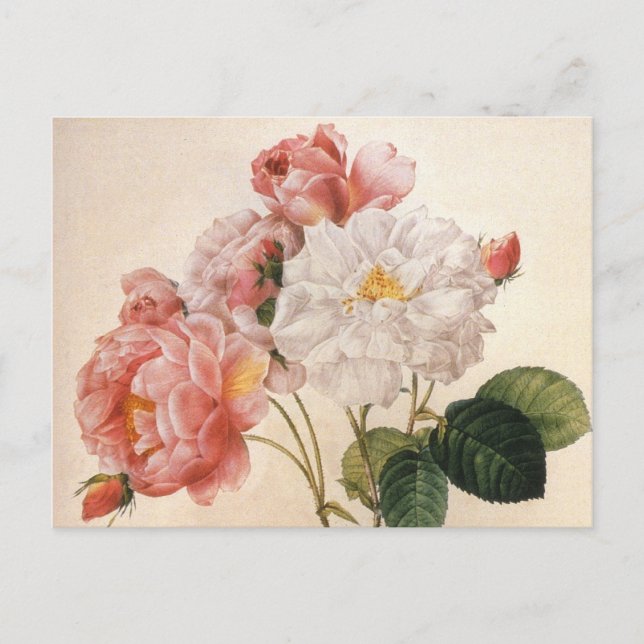 Carte postale vintage Art Rose (Devant)
