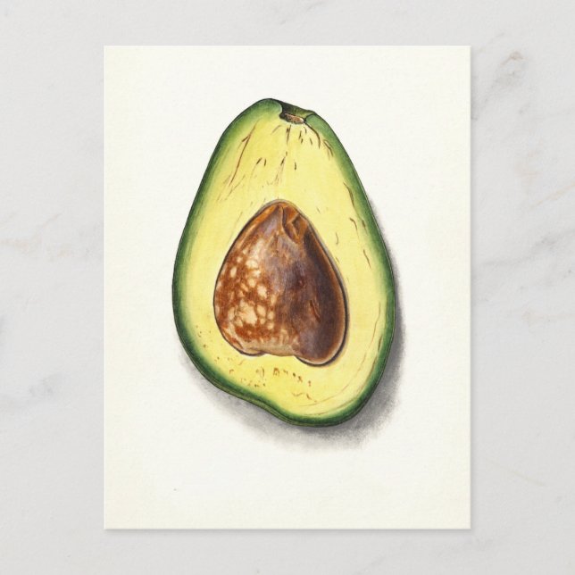 Carte postale vintage Avocado Botanical Illustrati (Devant)