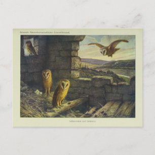 Carte postale vintage Barn Ows Art