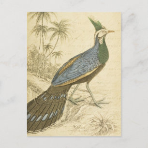 Carte Postale Vintage Bird