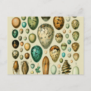 Carte Postale Vintage Bird Eggs French Fish Egg