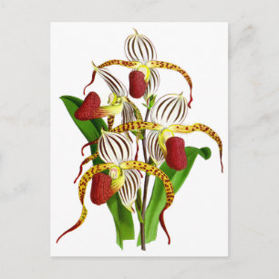 Carte Postale Vintage blanc rouge orchidée