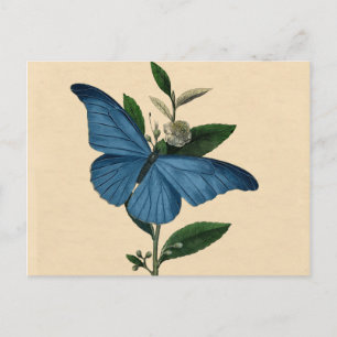 Carte Postale Vintage Blue Butterfly