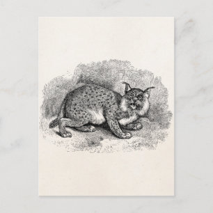Carte Postale Vintage Bobcat 1800 Bob Cat Lynx Illustration