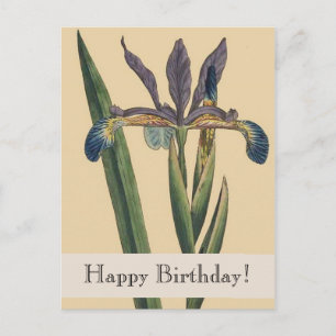 Carte postale vintage Botanical Iris Birthday