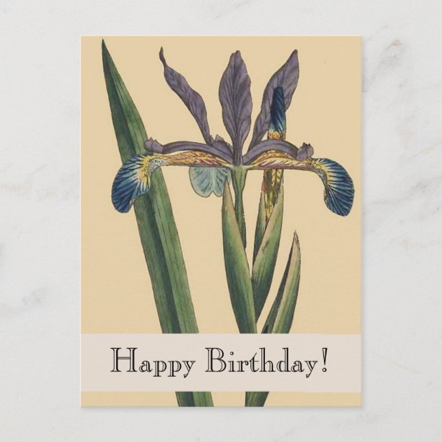 Carte postale vintage Botanical Iris Birthday (Devant)