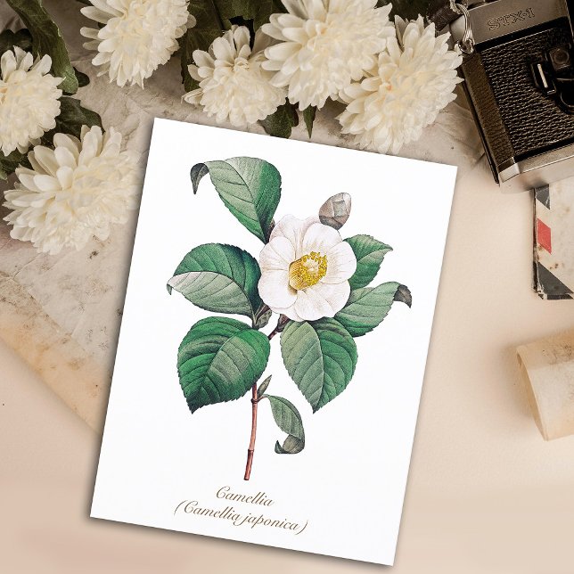 Carte Postale Vintage Botanique Blanc Camellia Blossom (Créateur téléchargé)